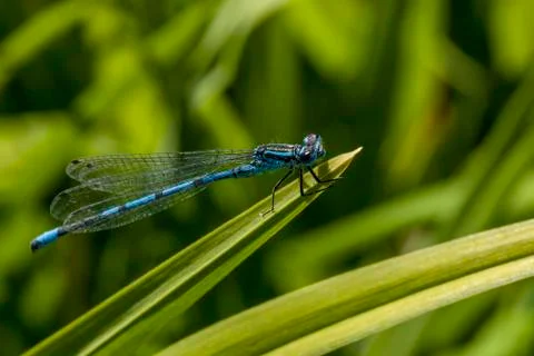 Azure Damselfly 库存照片