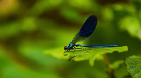 Azure damselfly sitting on leaf. 스톡 동영상 58696758