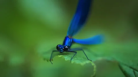 Azure damselfly sitting on leaf. Stock Footage 58697106