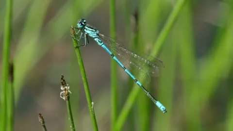 Azure damselfly turning on reed stem Stock Footage 310197266