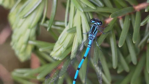 Azure dragonfly, moving wings, macro, birds-eye-view. Vidéo 108490764