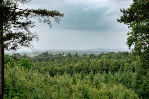 Azure forest Stock Photos