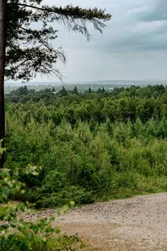 Azure forest Stock Photos