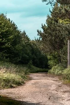 Azure forest Stock Photos
