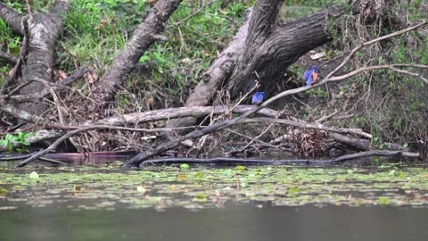 Azure Kingfishers courting 2 Stock Footage 218412985
