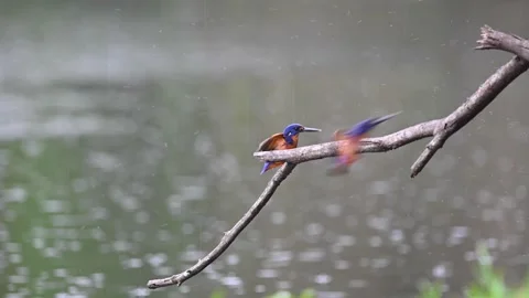 Azure Kingfishers courting Stock Footage 218412176