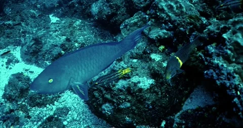 Azure Parrotfish Vidéo 348076368