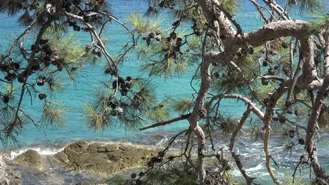 Azure sea background behind pine tree branches Stock Footage 112891249