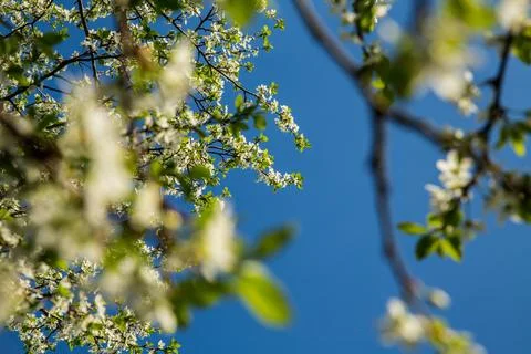 Azure sky frames white flowers on a tree against a vivid backdrop Stock Photos