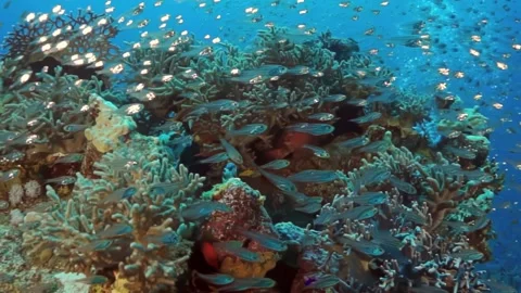 Azure water teeming with fish around a stony coral reef Stock Footage 276276158