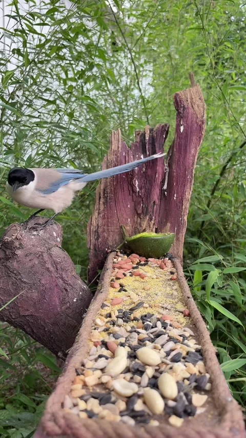 Azure-winged Magpie Feeds on Seeds from Rustic Feeder Amidst Bamboo, China Vídeo Stock 337344892