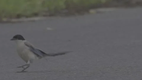 Azure-winged magpie foraging on road surface Stock-Footage 343589119