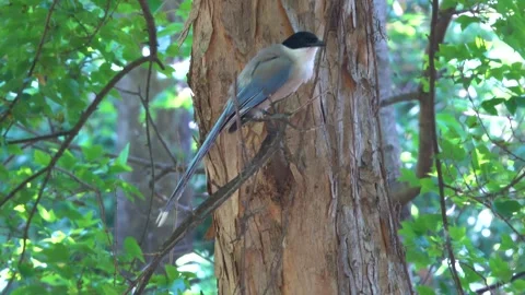 Azure-Winged Magpie Perched on a Tree Branch in the Park in Seoul Stock Footage 313184526