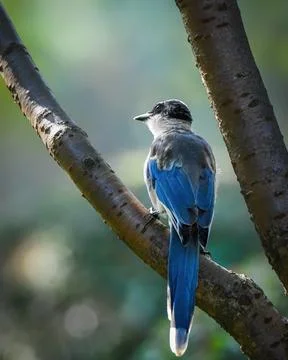 Azure-winged Magpie perched on a tree branch Stock Photos