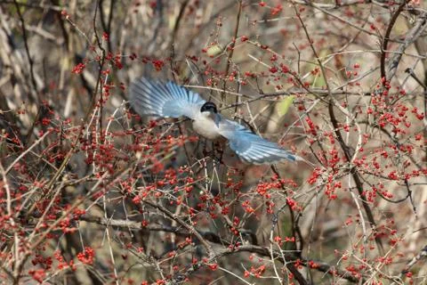 Azure winged magpie Stock Photos