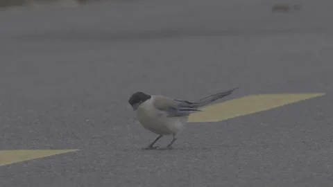 Azure-winged magpie walking on asphalt road with yellow line Stock-Footage 343589948
