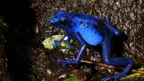 Azureus Dendrobates Tinctotius Blue Poison Dart Frog Stock Footage 80556614