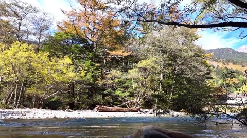 Azusa River | Fallen Tree | Autumn Forest | Kamikochi - 4K Video Stock Footage 329052527