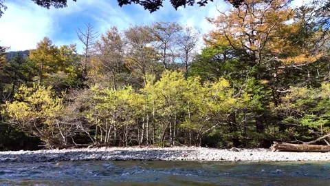 Azusa River | Yellow Trees | Autumn Season | Kamikochi - 4K Video Stock Footage 329052465