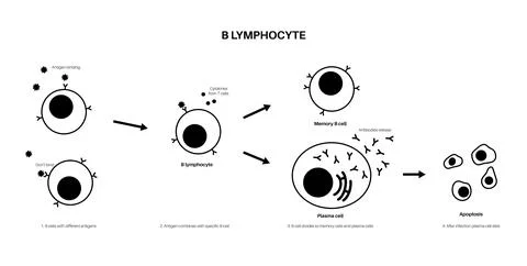 B cell activation Stock Illustration