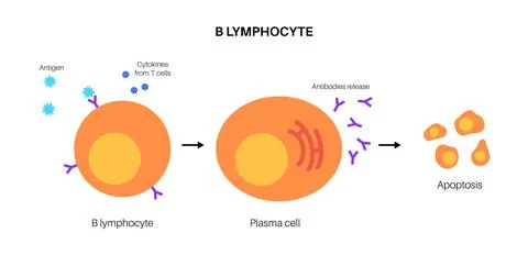 B cell activation Stock Illustration