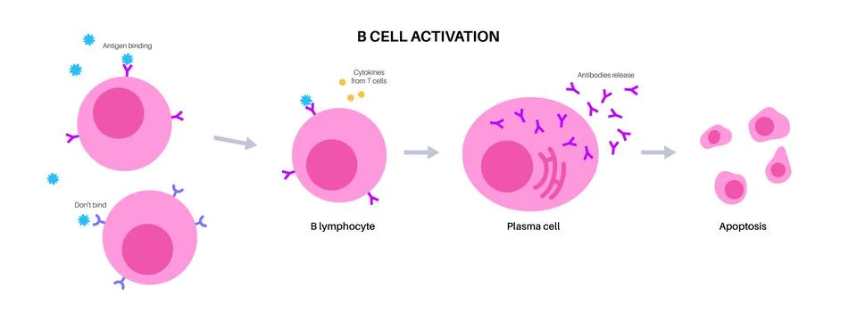 B cell activation Stock Illustration