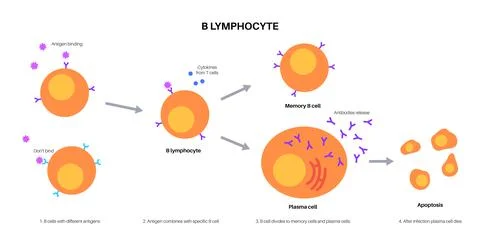 B cell activation Stock Illustration