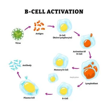 B-cell activation process diagram infographic, leukocytes. B lymphocyte dif.. Stock Illustration