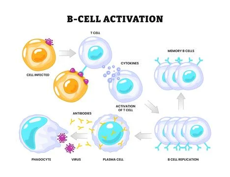 B-cell activation process diagram poster, Activation of B cell leukocytes, .. Illustrazione stock