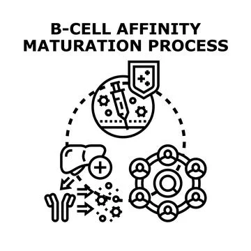 B cell affinity maturation and immune system process Stock Illustration