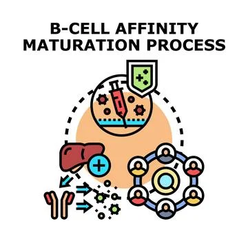 B cell affinity maturation and immune system process Stock Illustration