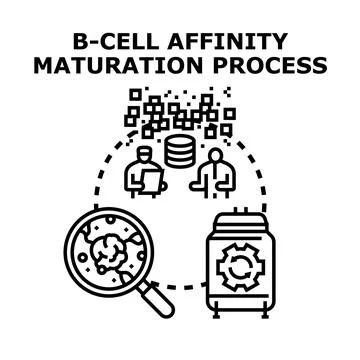 B cell affinity maturation process concept illustration Stock Illustration