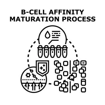 B cell affinity maturation process immunology concept Stock Illustration