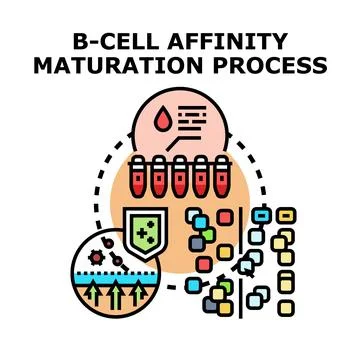 B cell affinity maturation process immunology concept Stock Illustration