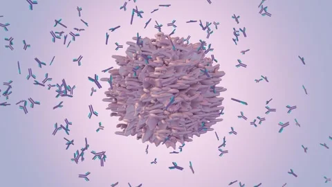 B cell Stock Footage 252169068