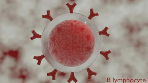 B cell Illustrazione stock