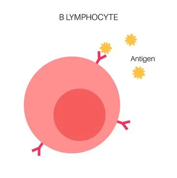 B cell lymphocyte Stock Illustration