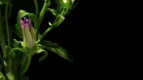 B Stock Footage 19891751