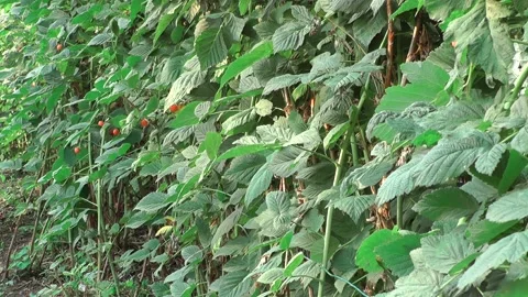 B g 動画素材 166271886