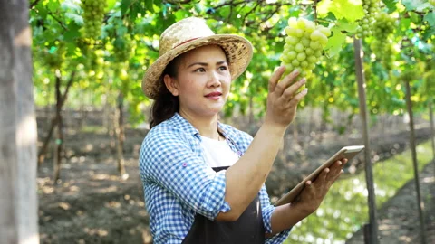 B-roll Asian farmer using digital tablet collecting data of green grapes in farm Video stock 151925974