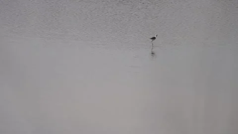B Roll Black Winged Stilt Bird - Nature Footage Cinematic Video stock 239757716