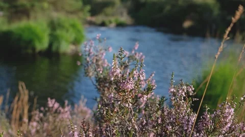 B-roll close up of scottish purple heather beside a river in the evening summ Stock Footage 159974267
