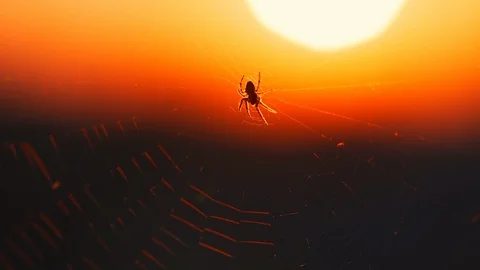 B roll cobweb outdoors Stock Footage 129919236