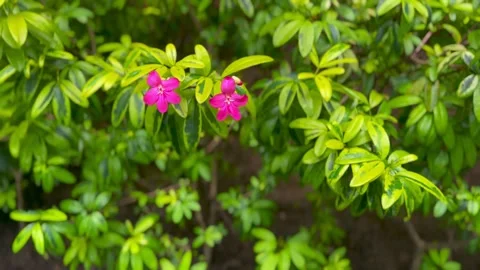 B-roll detail of small flower surrounded by leaves Stock-Footage 255991900