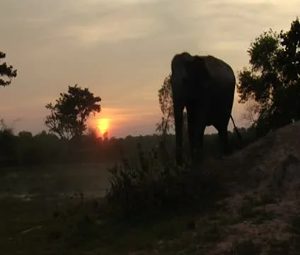 B-roll  Elephant on hill at sunset 02 Stock Footage 10473033