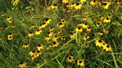 B roll. Flower bed. Yellow flowers with a brown core sway in the wind. bouquet. Stock Footage 159706611