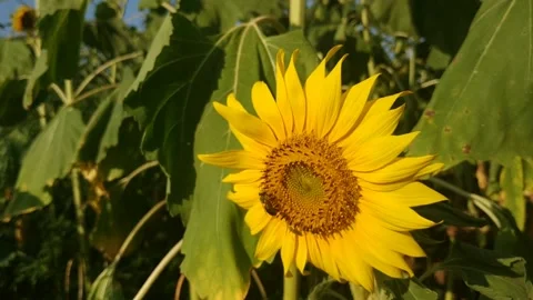 B roll.  The flower sways in the wind.  A bee is crawling on a large sunflower. Stock Footage 157987585