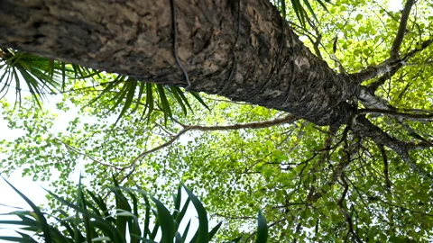 The b-roll footage of the movement of the tree. 스톡 동영상 146385285