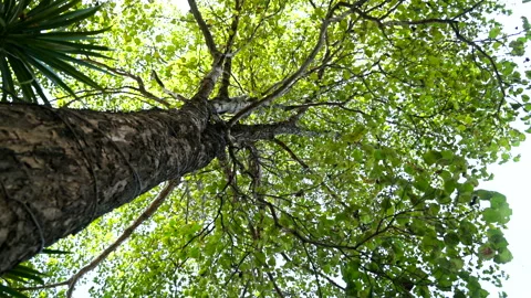The b-roll footage of the movement of the tree. Vídeos de archivo 146385321
