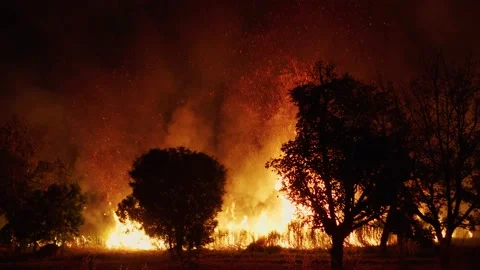 B roll real of Forest fire in night. Dangerous spontaneous natural disaster Stock Footage 169323866